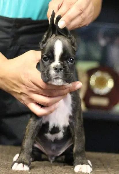 boxer breeders in montana|boxer puppies in montana.